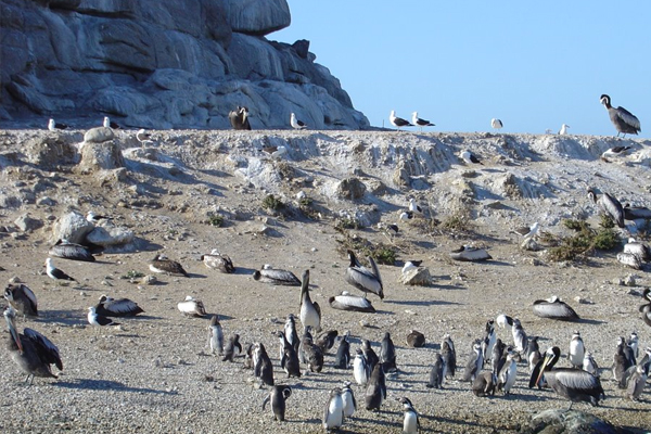 Islote Pájaros Niños - Playa El Canelo