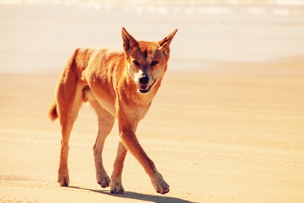 Dingo