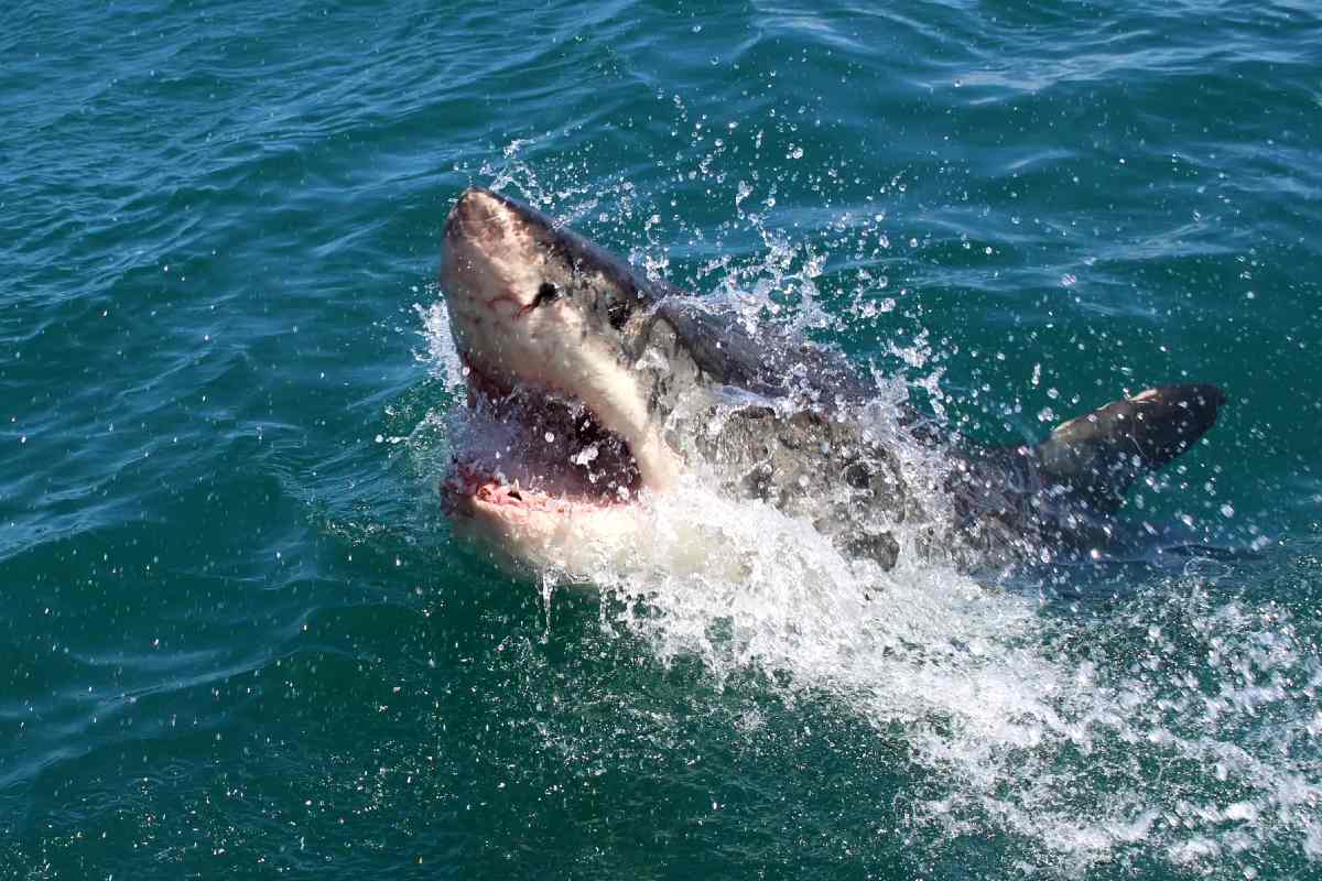 Hombre fallece al ser devorado por tiburón blanco en Australia
