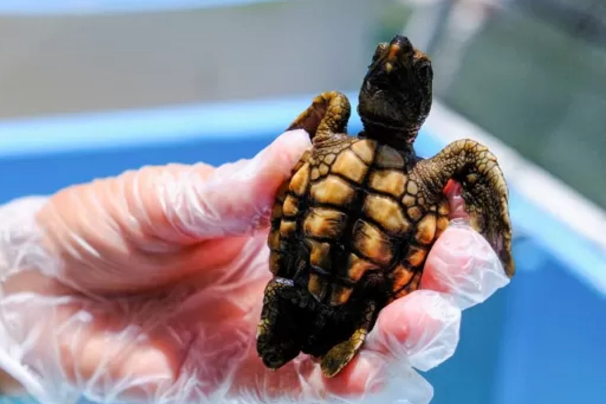 Por qué casi todas las tortugas marinas que están naciendo en playas de Florida son hembras