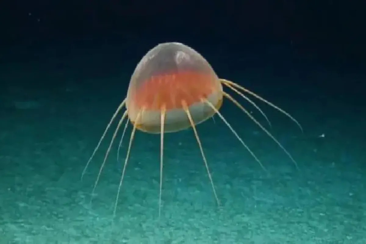 Un grupo de científicos marinos halló una “extraña criatura gelatinosa no identificada” en el Pacífico