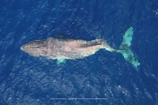 Moon, la ballena jorobada que nadó desde Canadá hasta Hawái con la columna fracturada
