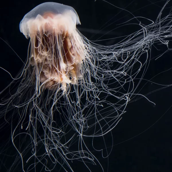 Cuál es la medusa más grande del mundo