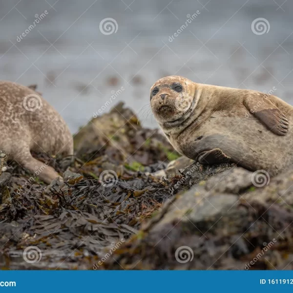 Focas en Escocia: Mejores lugares y consejos de observación