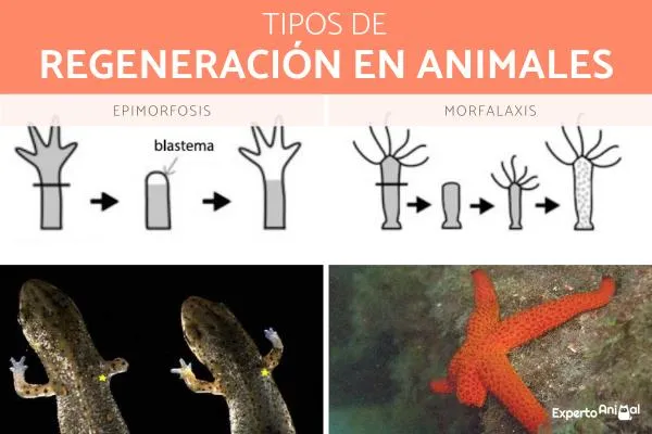 Regeneración en Animales: Adaptaciones Fascinantes